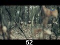 odc. 52