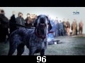 odc. 96