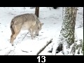 Wilk - nocny owca